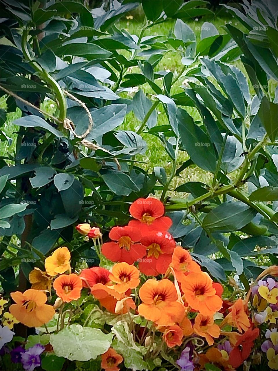 Nasturtiums