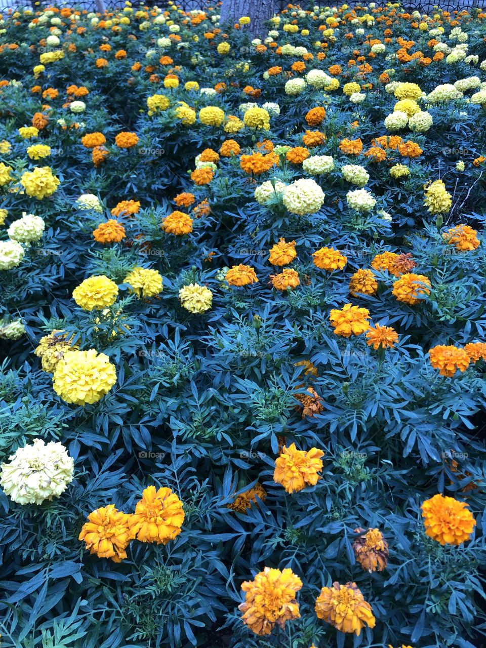 A beautiful set of marigolds, growing in the Palace Armoury in Valetta, Malta. 