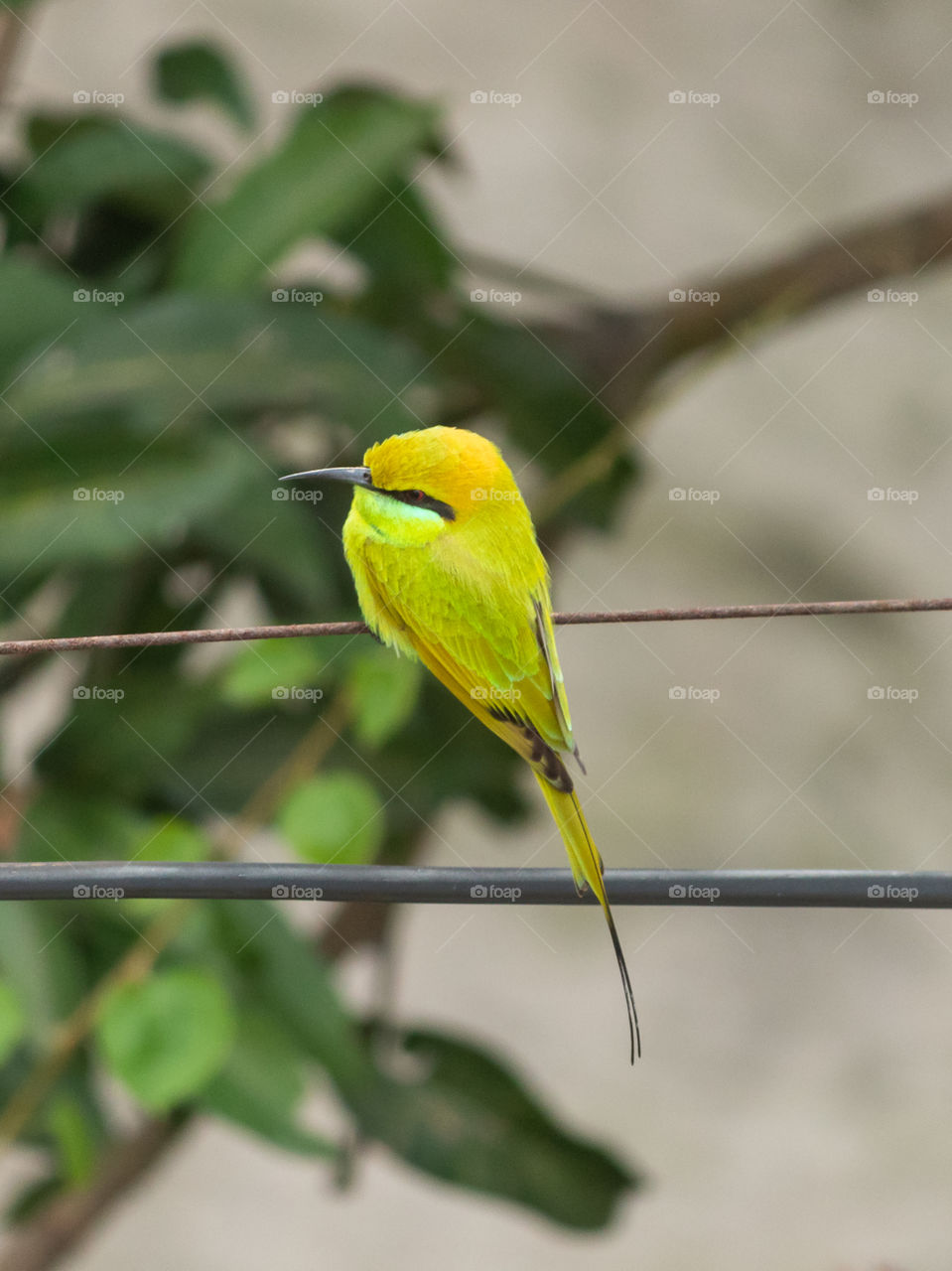 Bee Eater