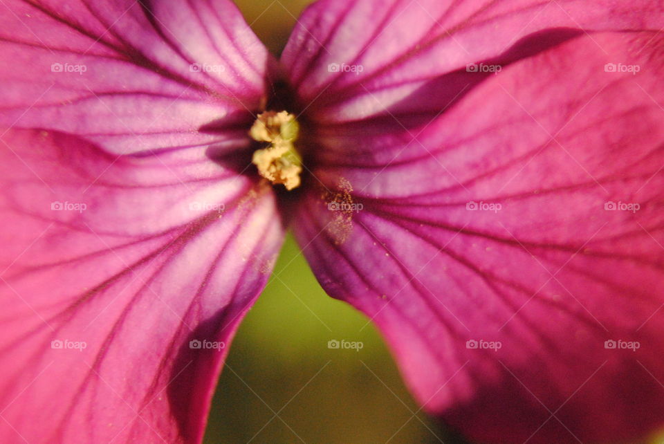 Macro purple flower