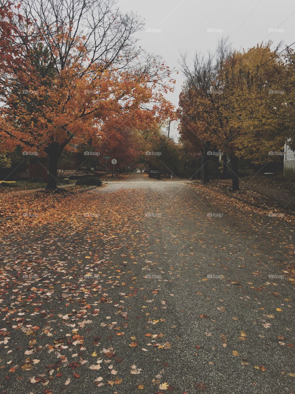 Fall vibes while walking down an urban street surrounded by trees with leaves changing color during autumn 