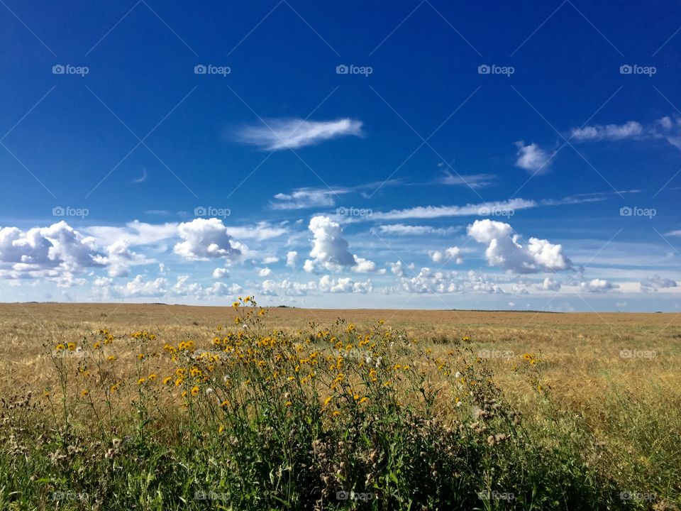Wheat field with gorgeous big sky mid day. 