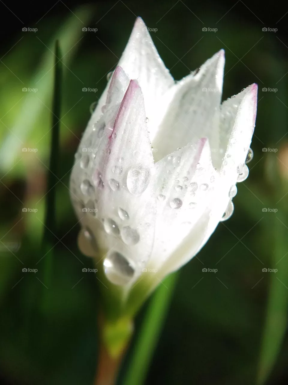 close up, beautiful white flowers with dew sticking after the rain