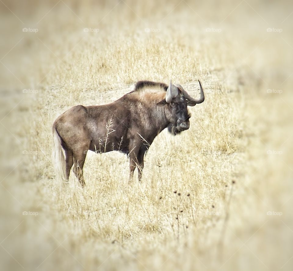 Buffalo