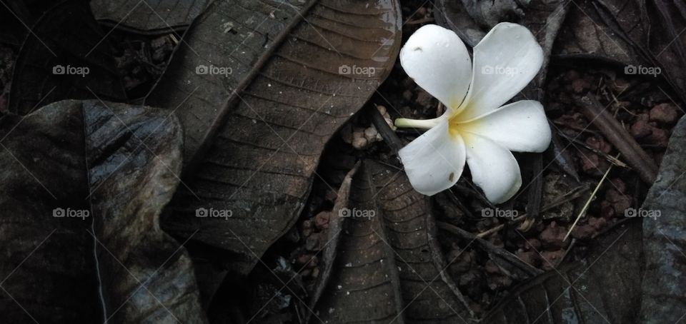 white flower and black leaf