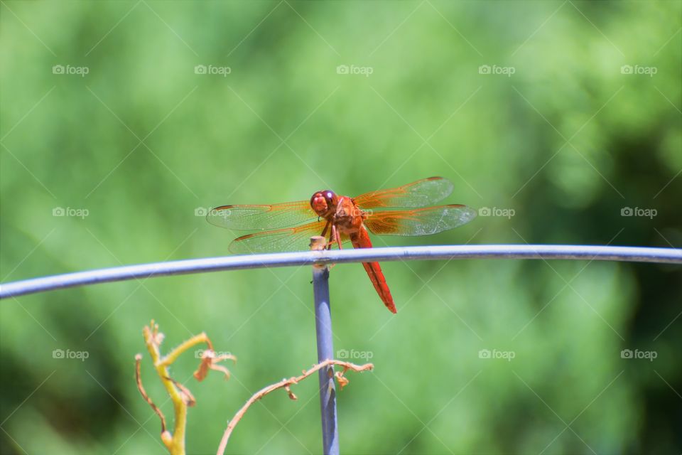 Dragonfly