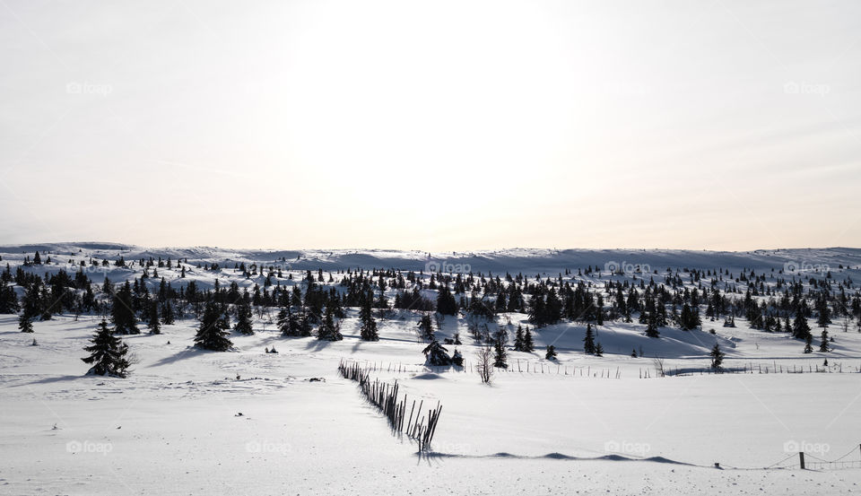 Old Fence