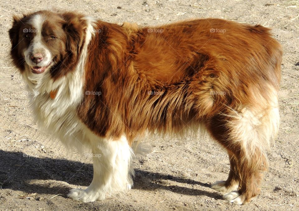 Cowboy dog. Dog on the ranch