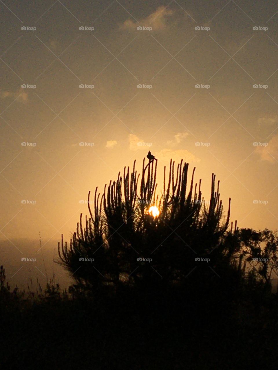 Bird silhouette on top of pines in evening sunset
