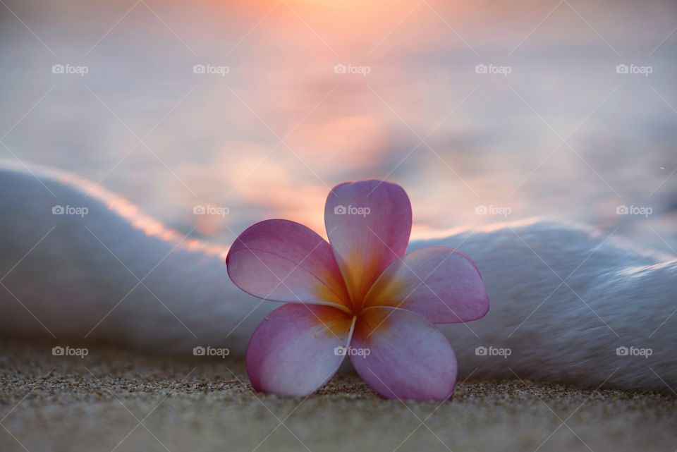 Plumeria on the shore