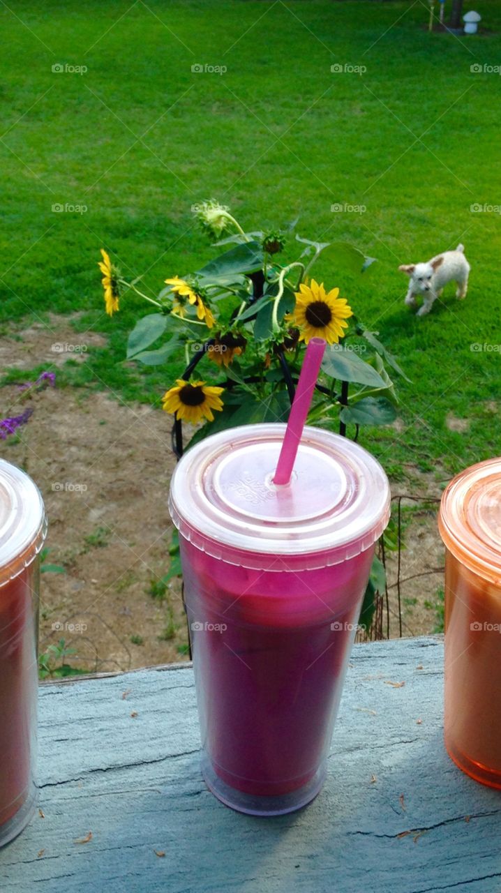 Dog photobombing picture!. Taking pic of our ice coffee break on back porch, there he is in it after I took pic. Maxwell is his name, our rescue!