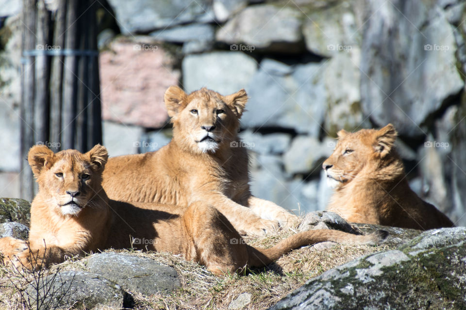 lion cubs being cozy in the spring sunshine.