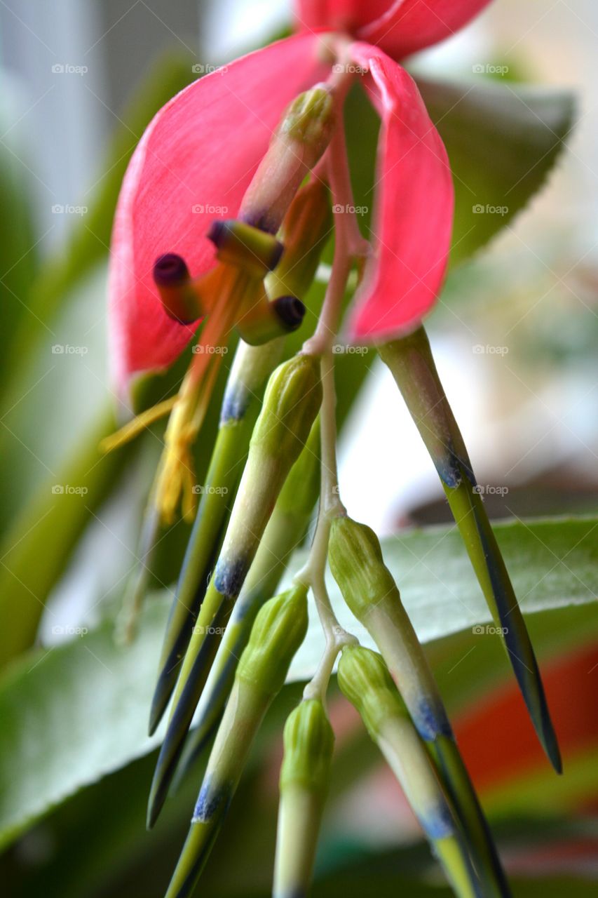 red flower bromeliad house plants blooming