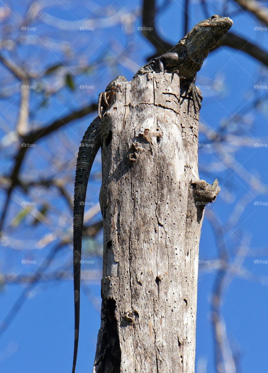 Lizard on a pole