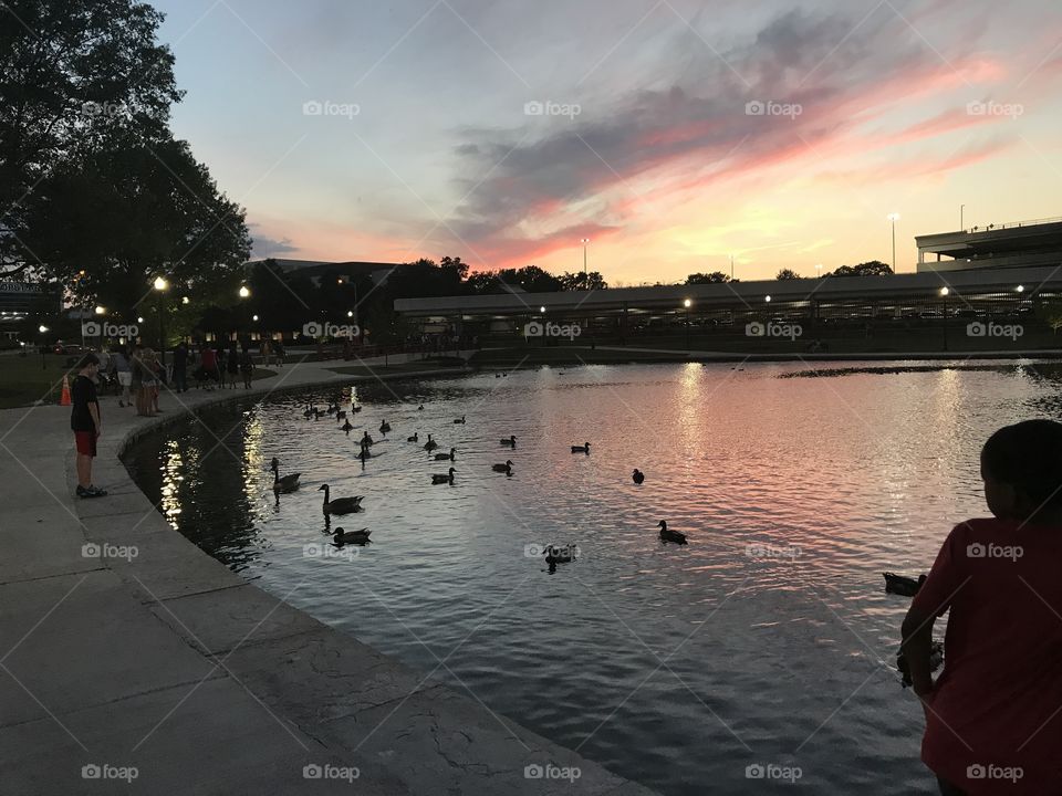 Sunset park ducks dusk