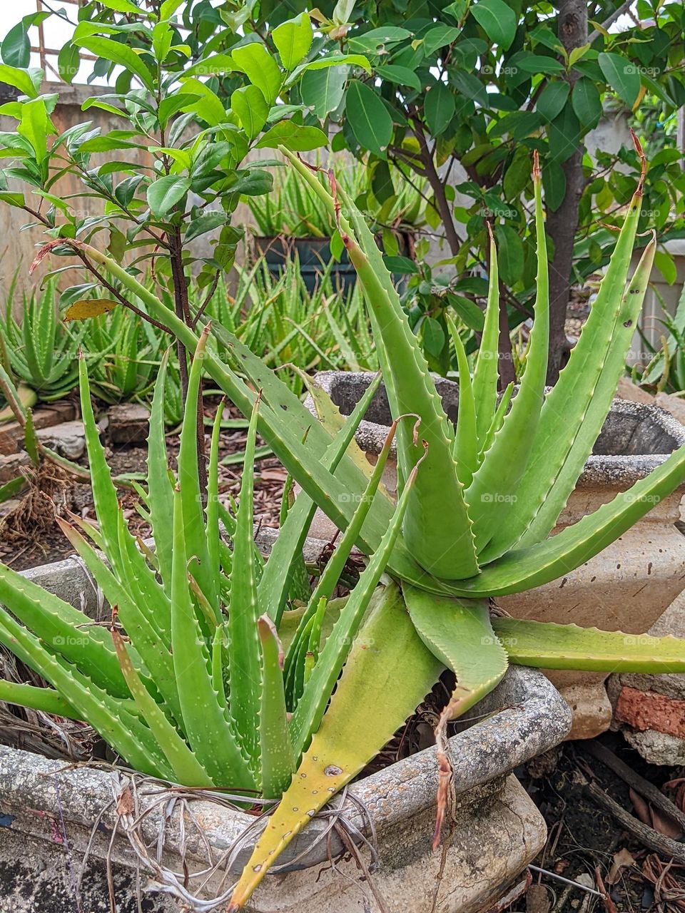 aloe vera plant