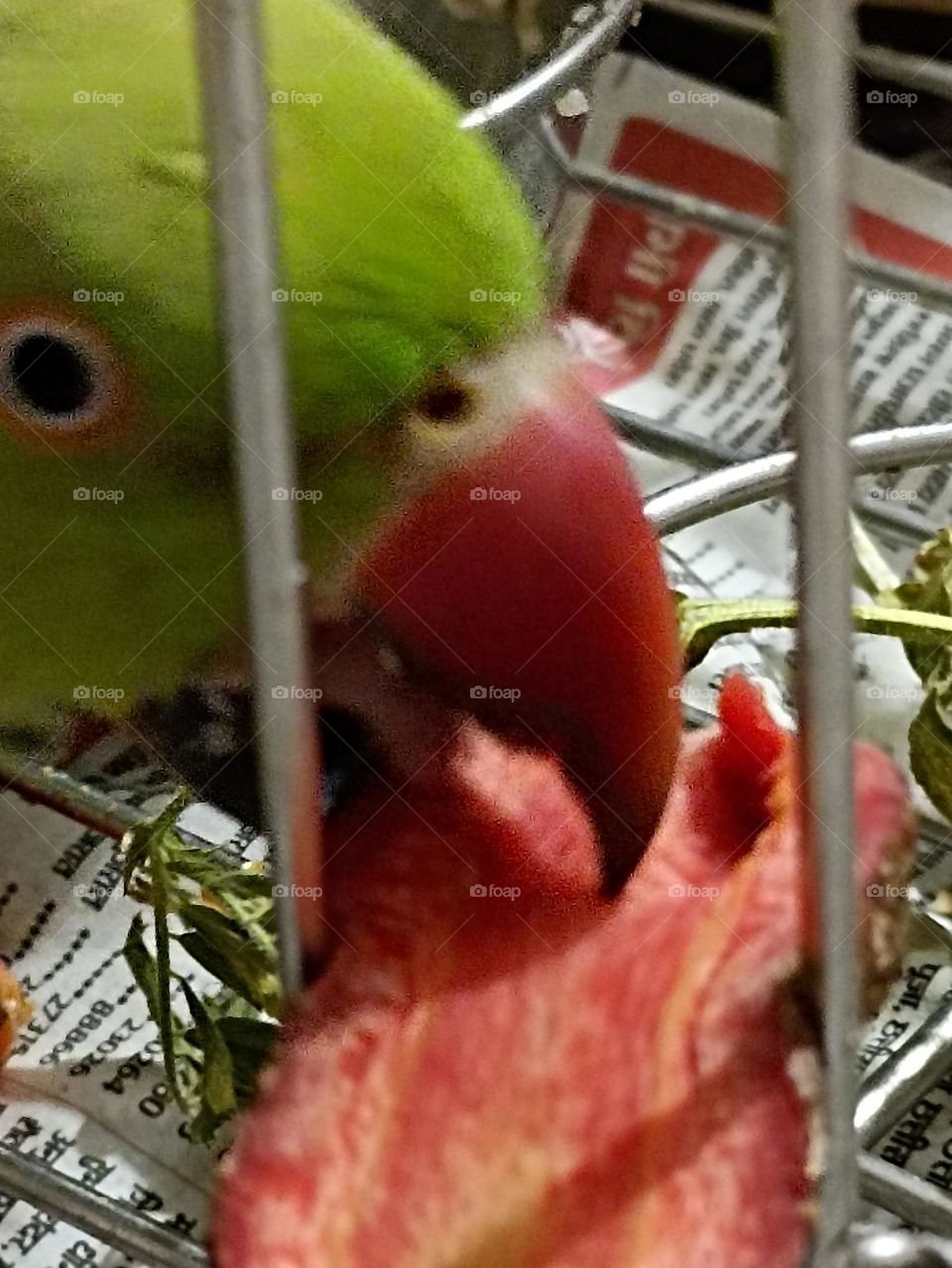 parrot eating carrot with its red beak