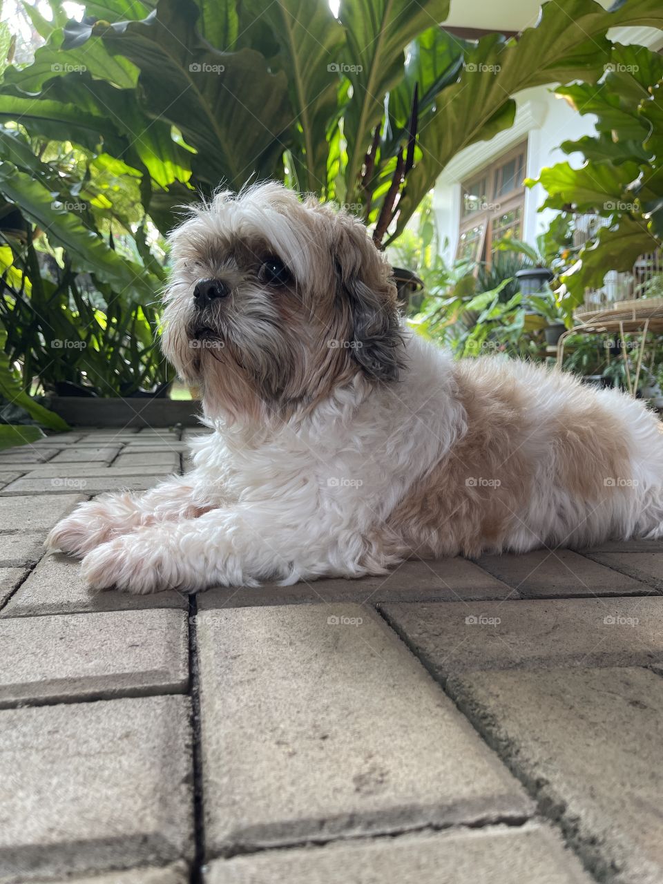 Shitzu doggy waiting for the master at the garden