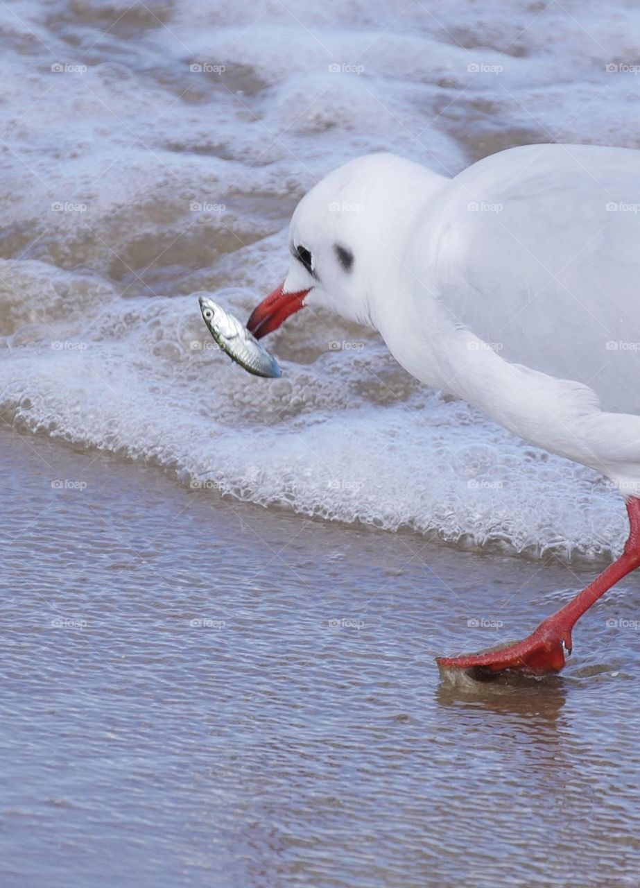 Fishing seagull 