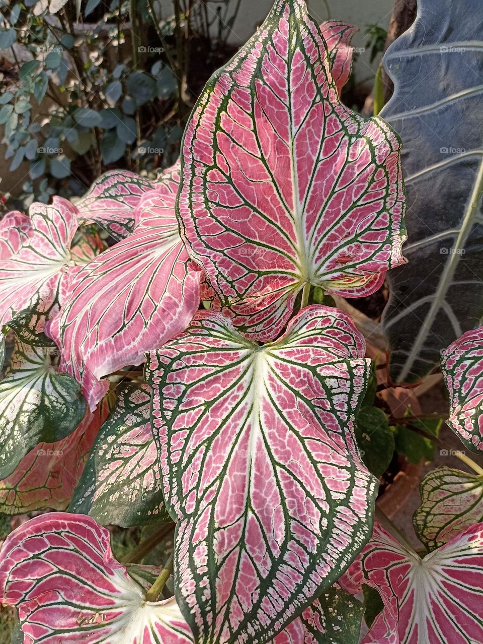 green contacted and red leaves big big in size