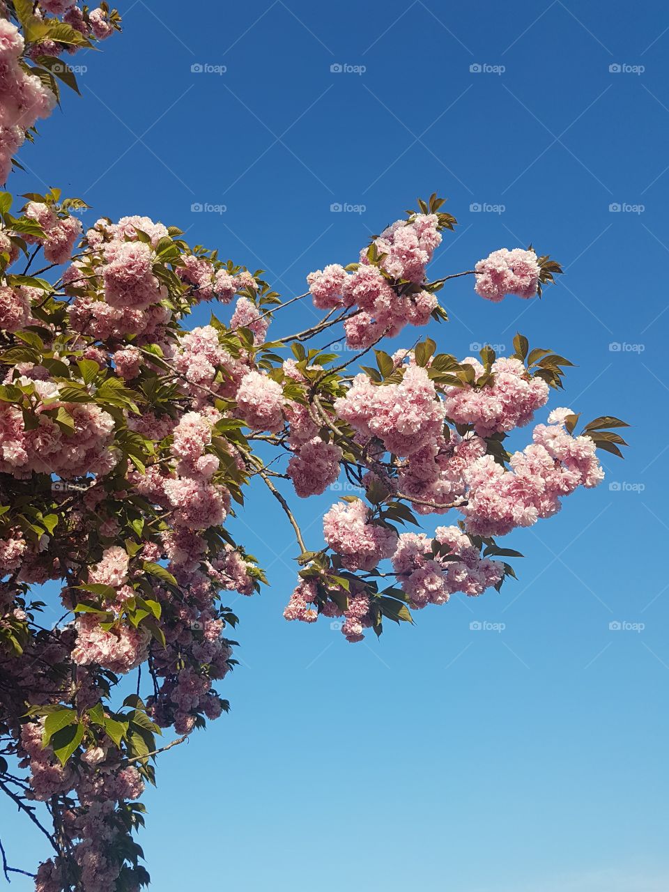 Pink flowered branches tree in spring