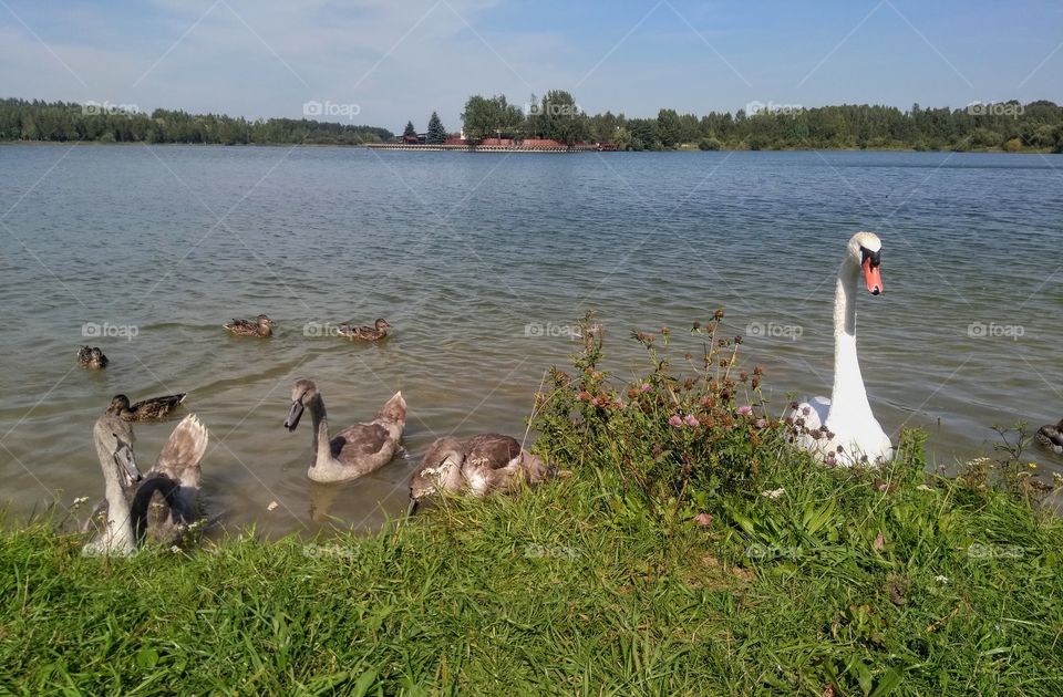 swans family on a lake summer landscape