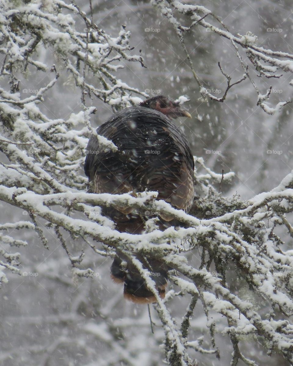Turkey In Tree Snowing