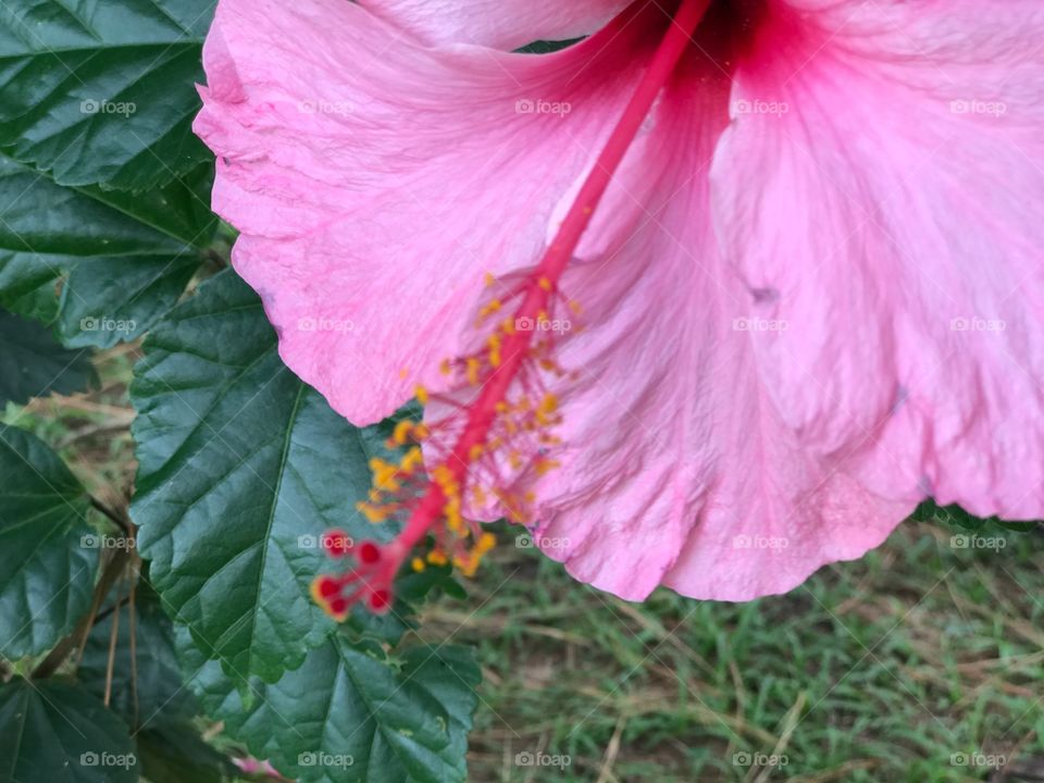 Half Hibiscus