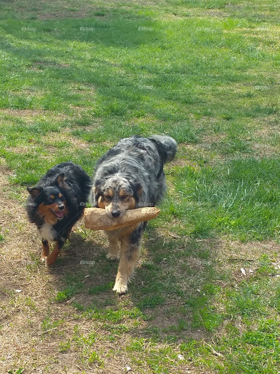 Pals. Dogs running outside