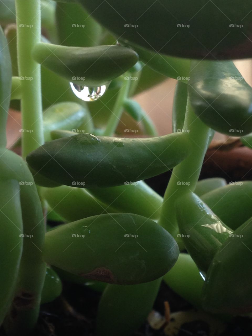 Water droplet on succulent