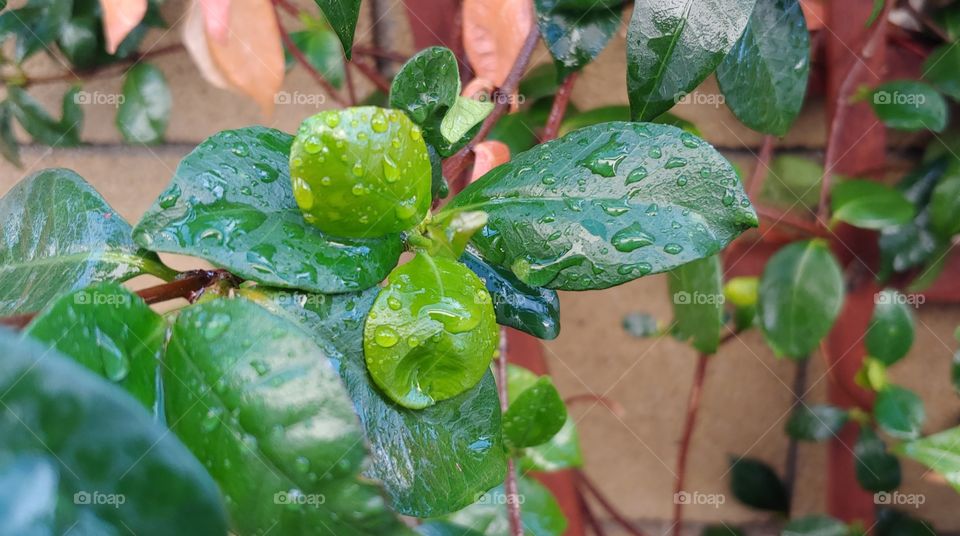 Wet Green Leaves With New Growth