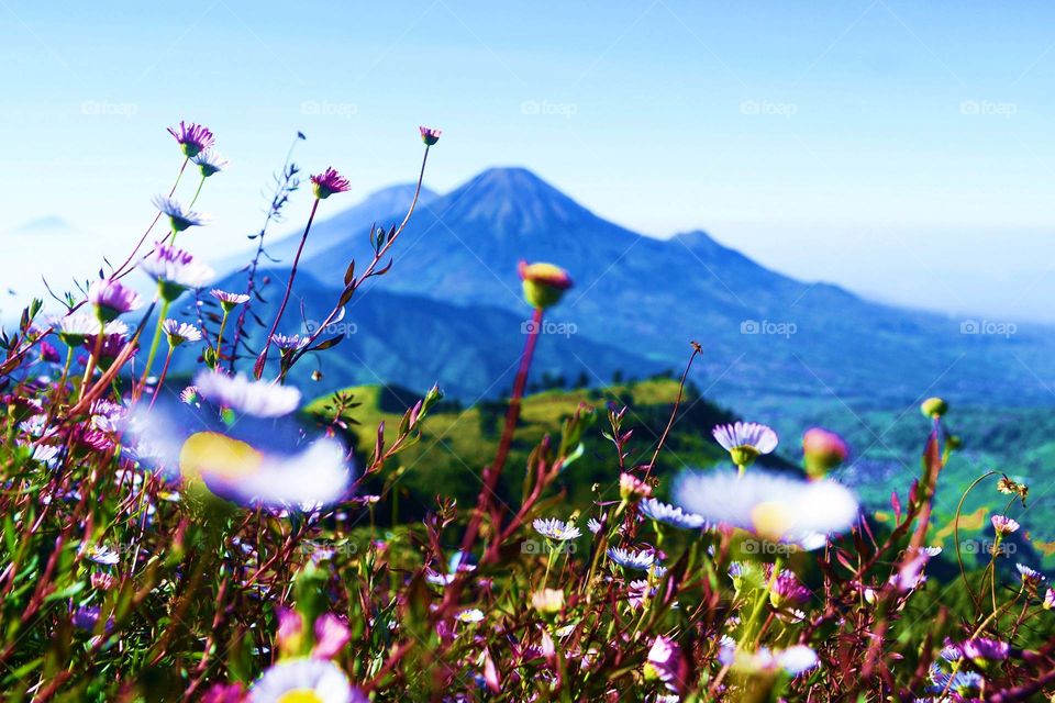 Flowers on Prau Mountain