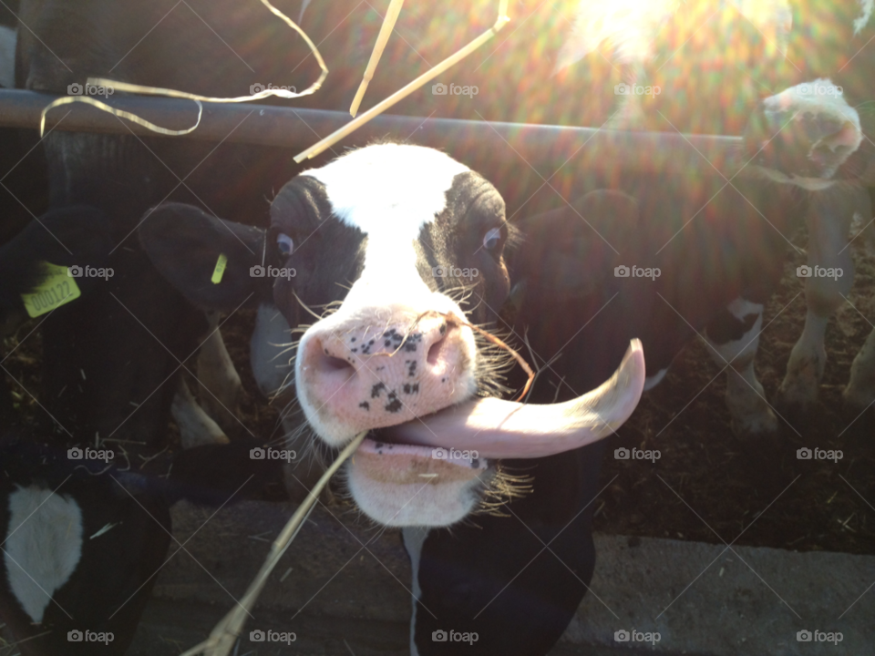 white eat nose eating by a.bilbaisi