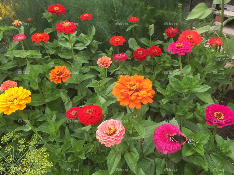 Цветная полянка