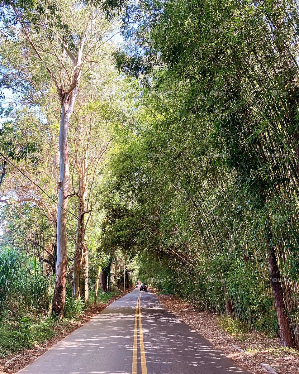 Em Itatiba, clima fresco! Pudera, com tanto bambu na estrada…

A natureza e os seus cenários…
