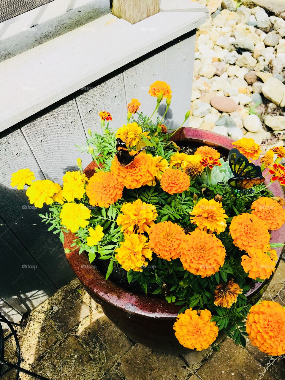 Beautiful spring flowers are in full bloom this time of year with plenty of rain and sunshine! 