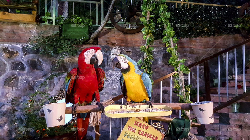 parrots, travel and love
