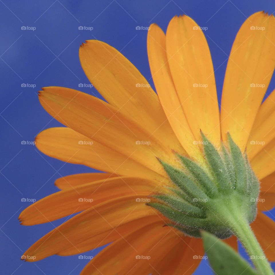 Flower with orange petals...