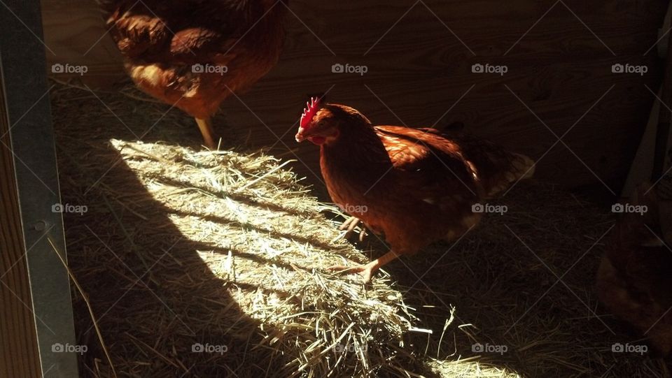 chickens in hay