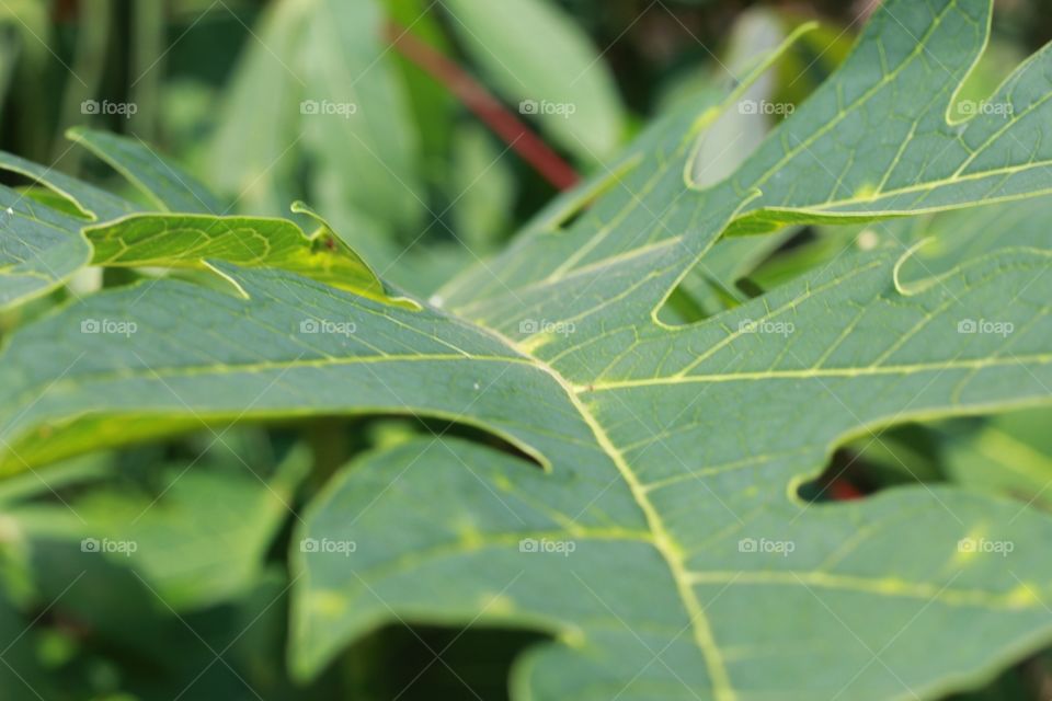 Green Leaf