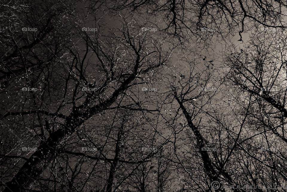 Trees in area around lake Delsjön in Gothenburg 