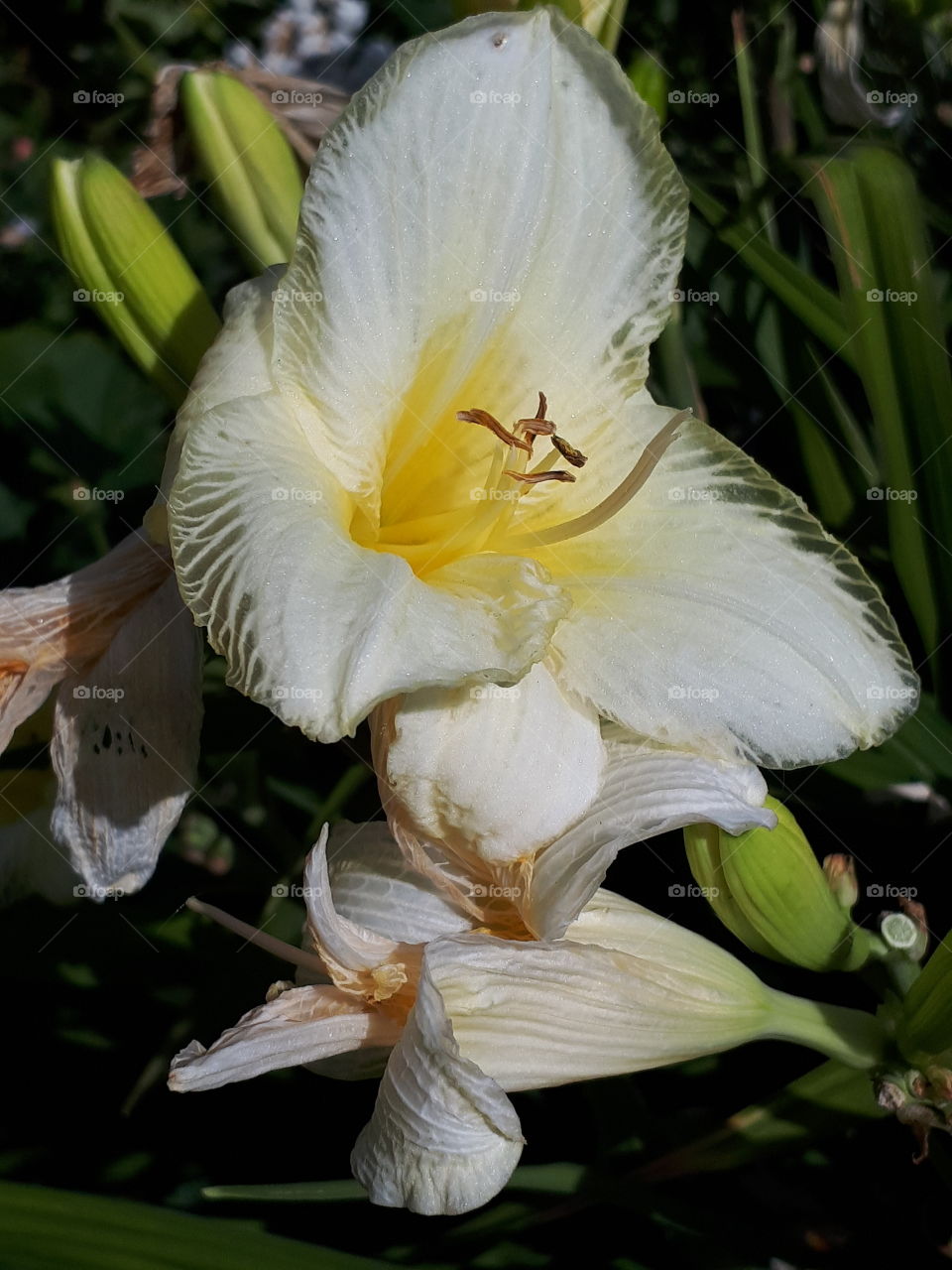 Flower And Buds