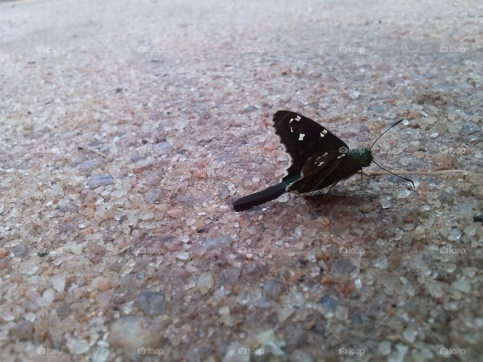 butterfly