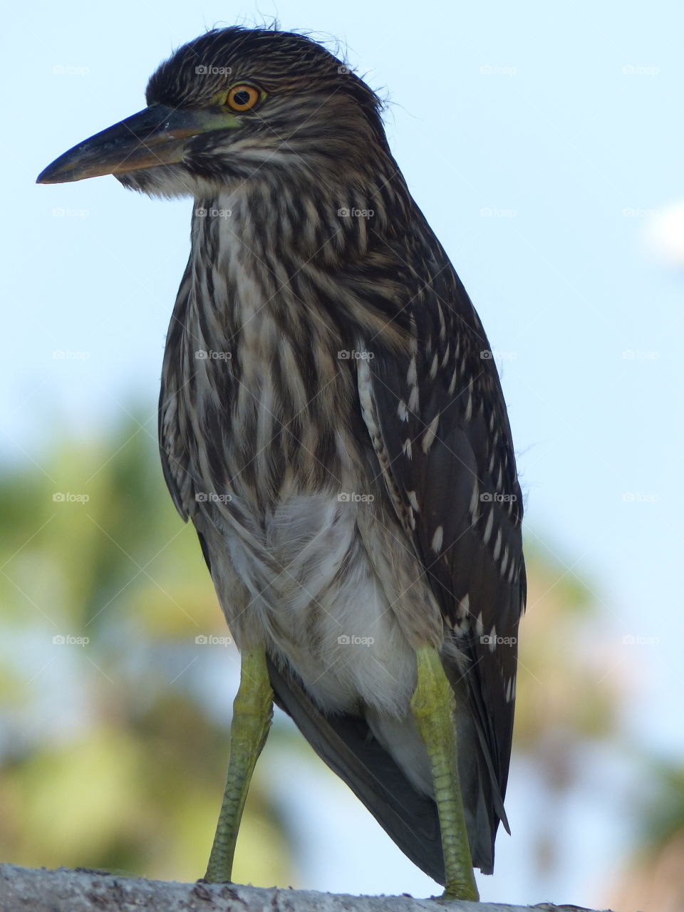 Extreme close-up of heron