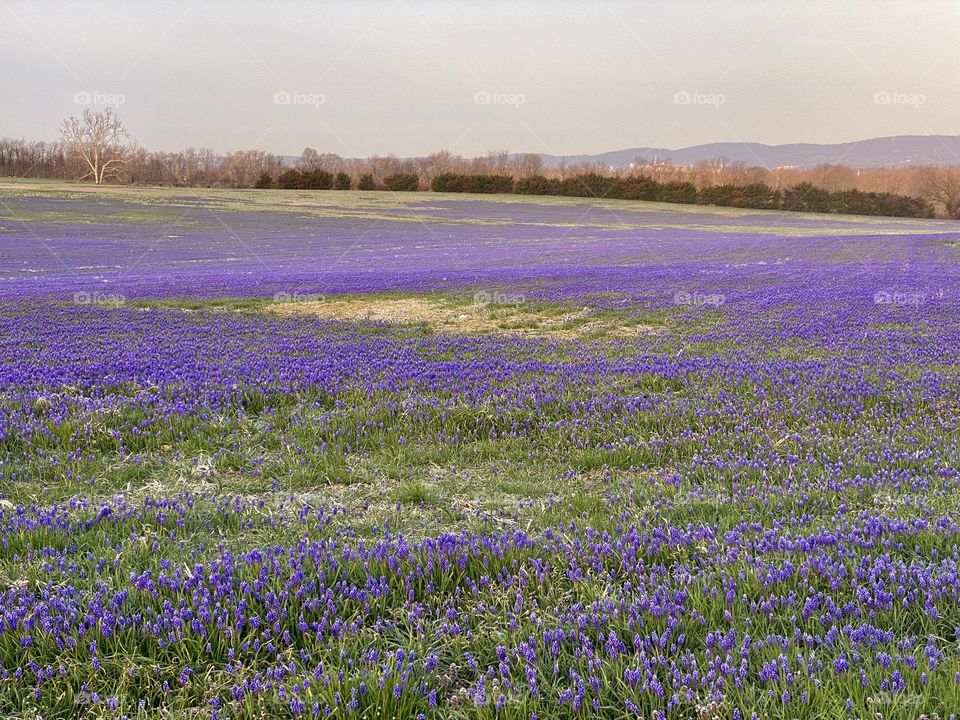 A field of grape hyacinth flowers