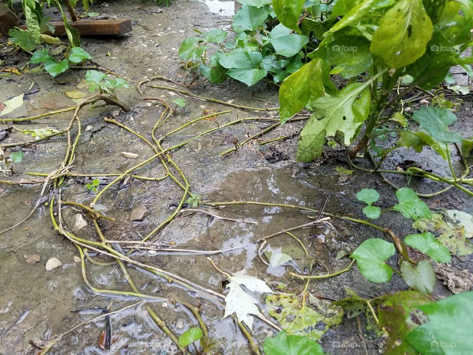 Mud puddles in the garden