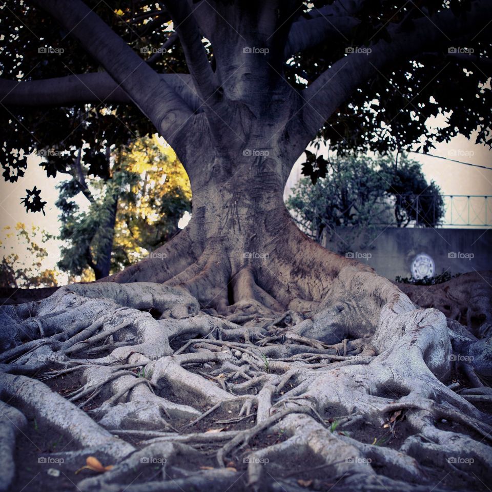 Tree of Life. Was walking Hollywood one day and cam across this tree. It's amazing to see what's all below the surface with its roots!