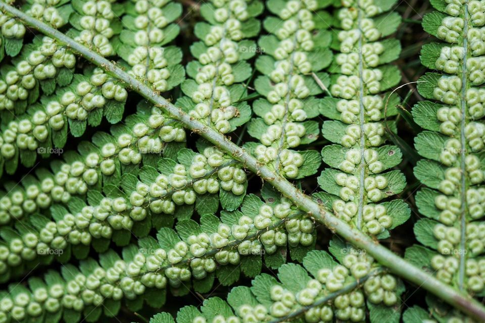 Underside of a fern leaf 