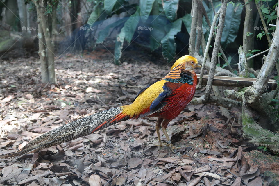 The golden pheasant
