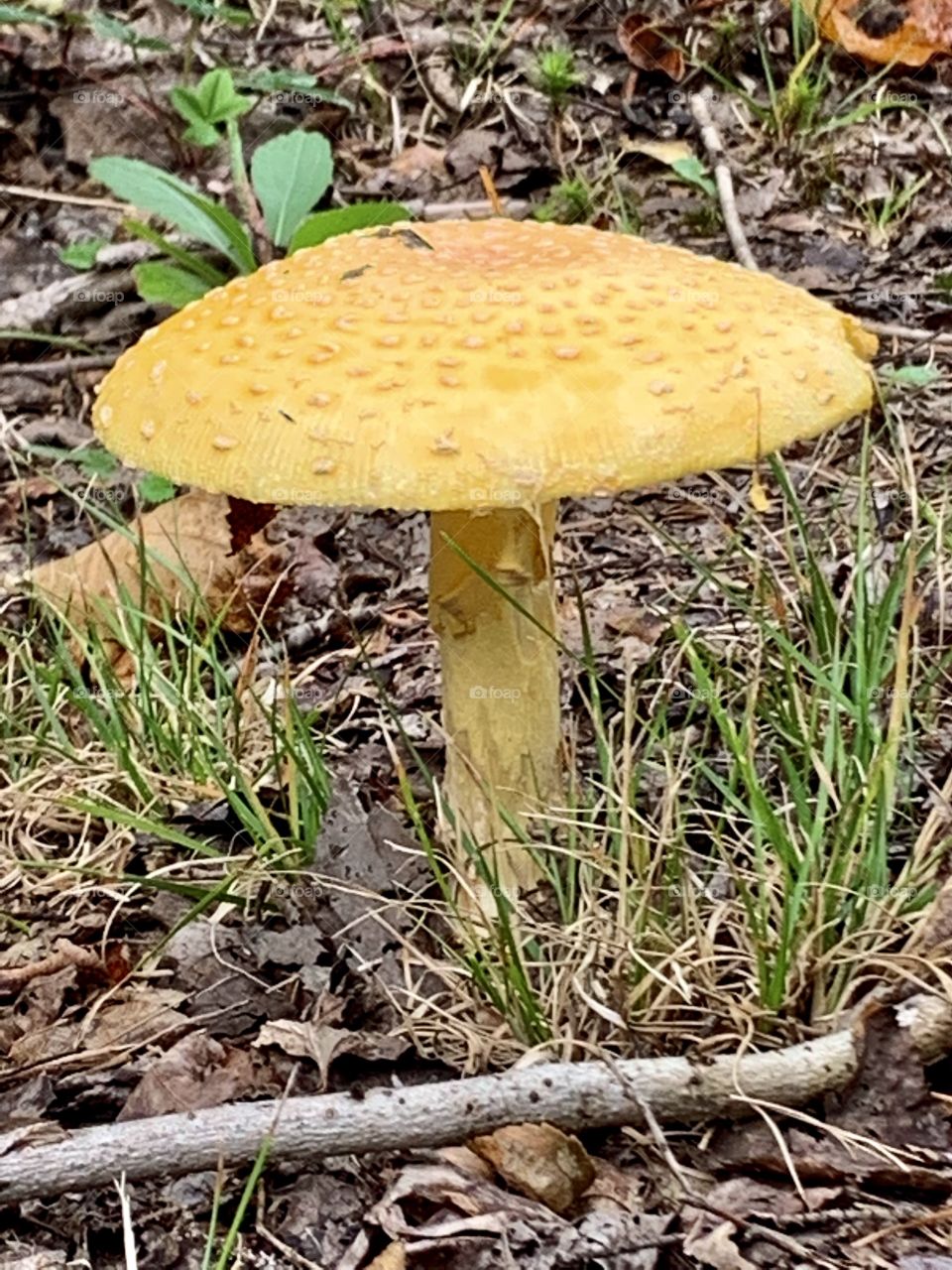 Mushroom from a Laurentians Forrest, Quebec, Canada 